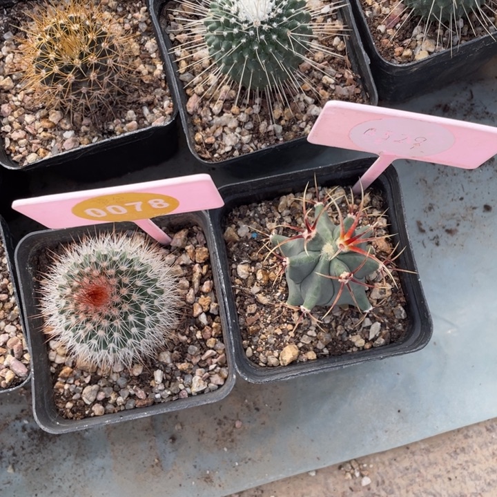 悠***团实生仙人球0078-032900000