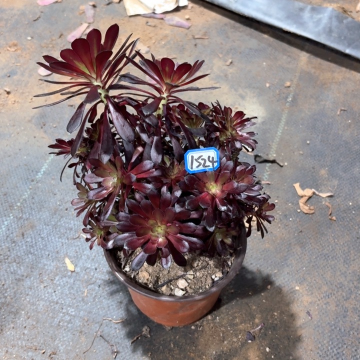 魔法师丛林朵朵1524