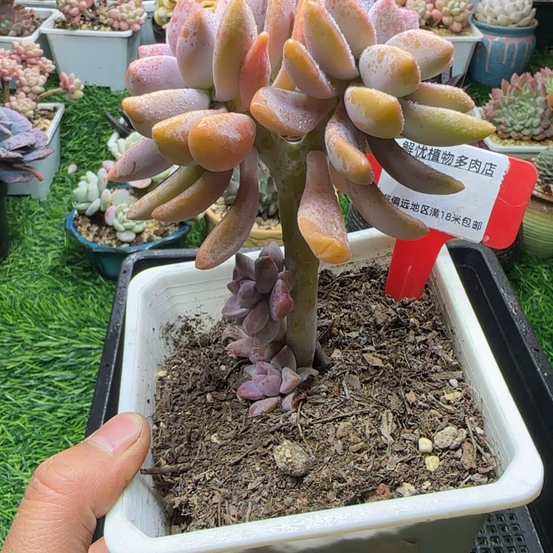 解忧植物多肉编号45