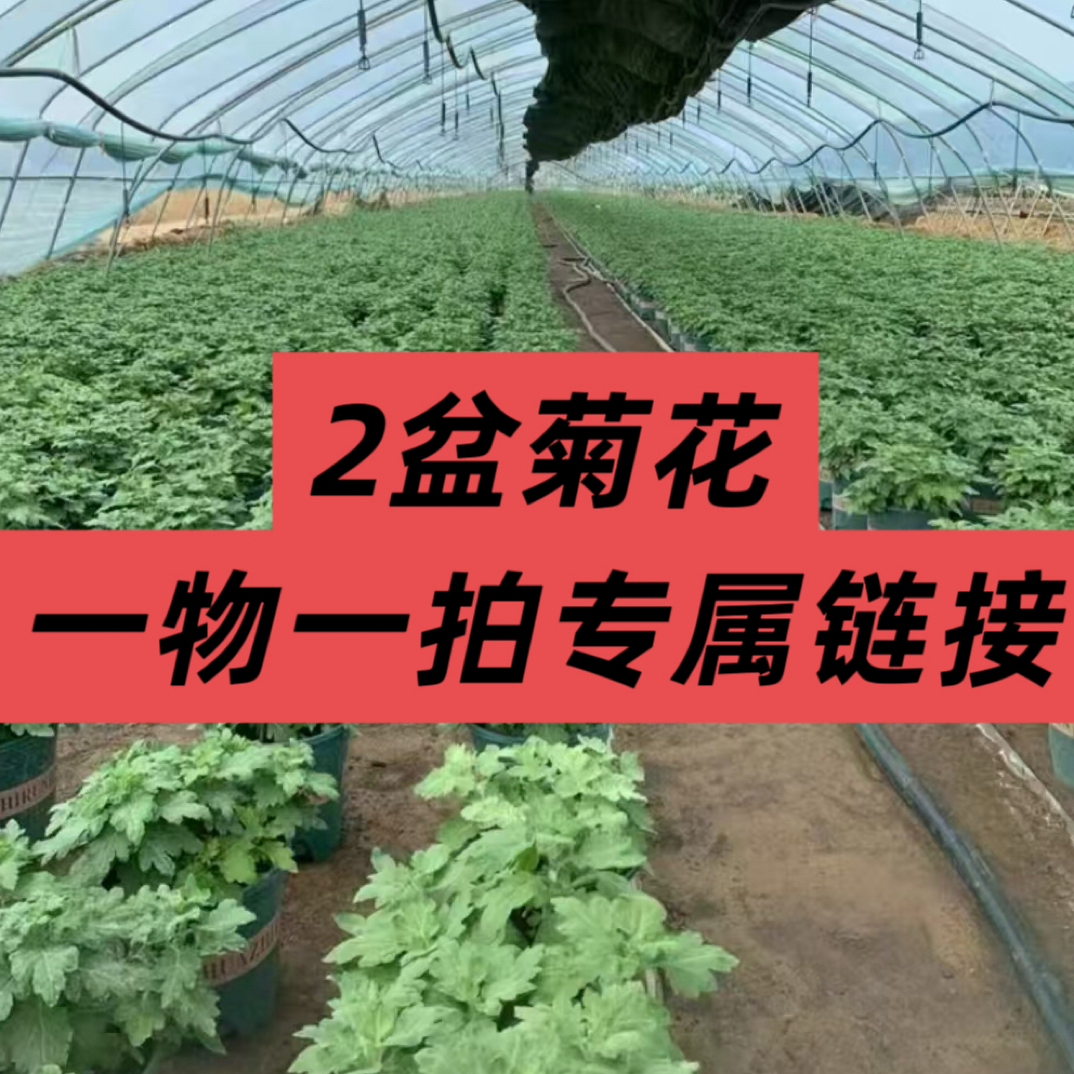 2盆九月菊花一物一拍专属链接