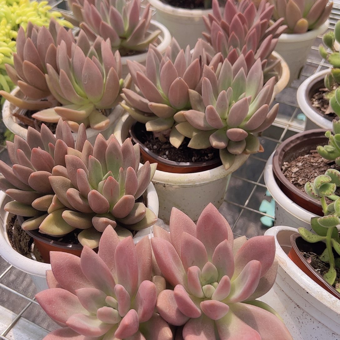 桃花源双头起发精品老桩特价
