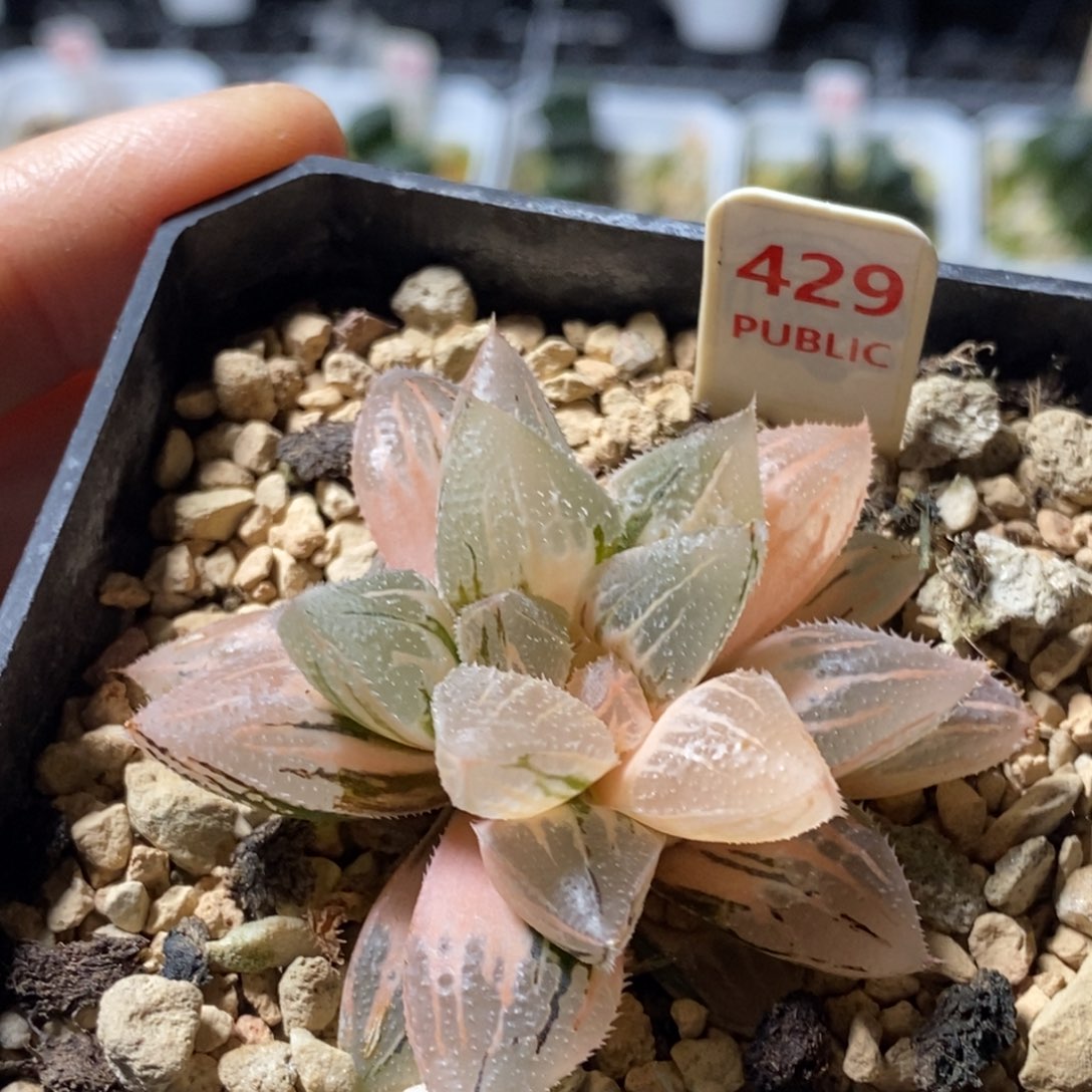 429号冰沙糖锦发财