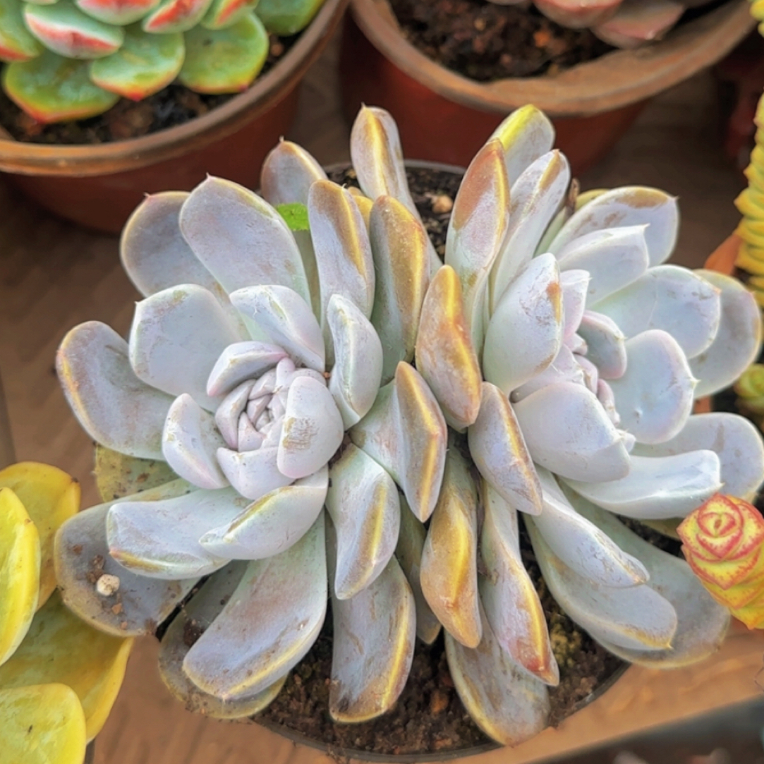 精品多肉植物汉堡双头（绿植.花卉.盆栽.好养多肉.阳台养花）