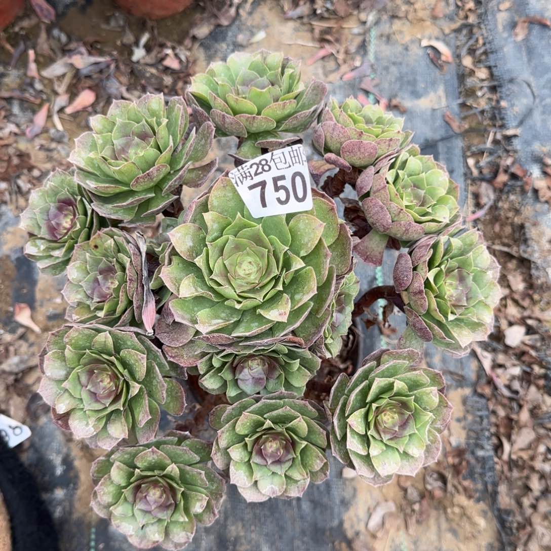 沙拉万多肉750满28包邮断枝不包