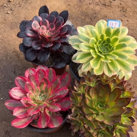 157多肉植物组合