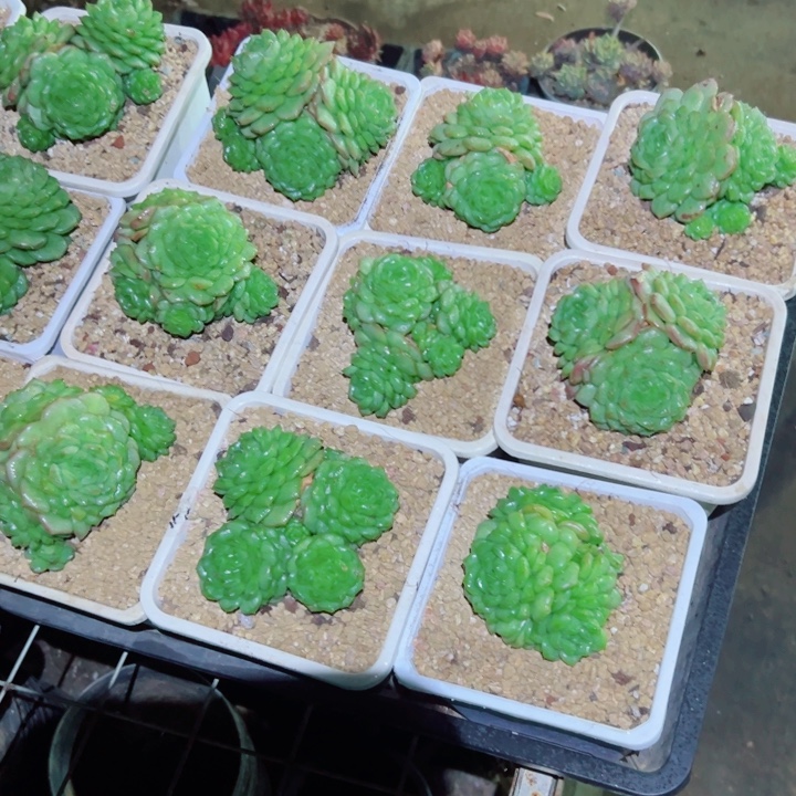 精品多肉植物老桩随机发一棵珍妮
