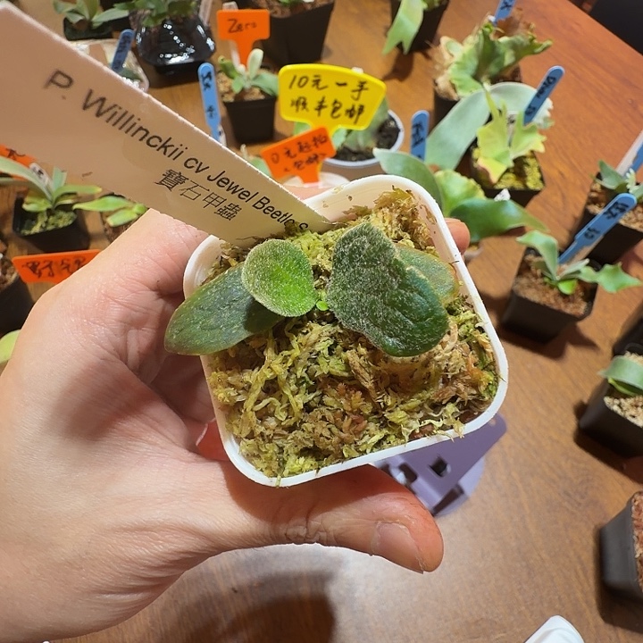 无花朵鹿野直播间竞拍宝甲