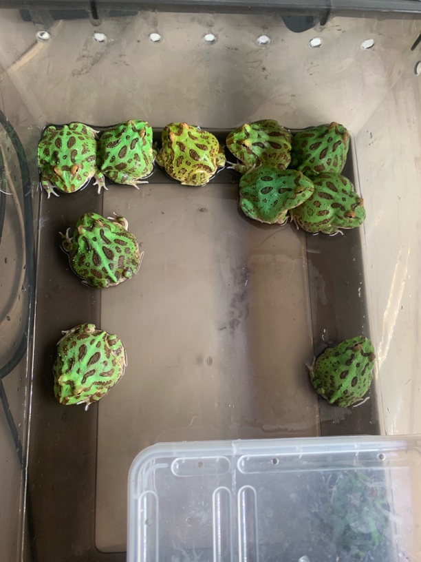 特价绿角观赏角蛙