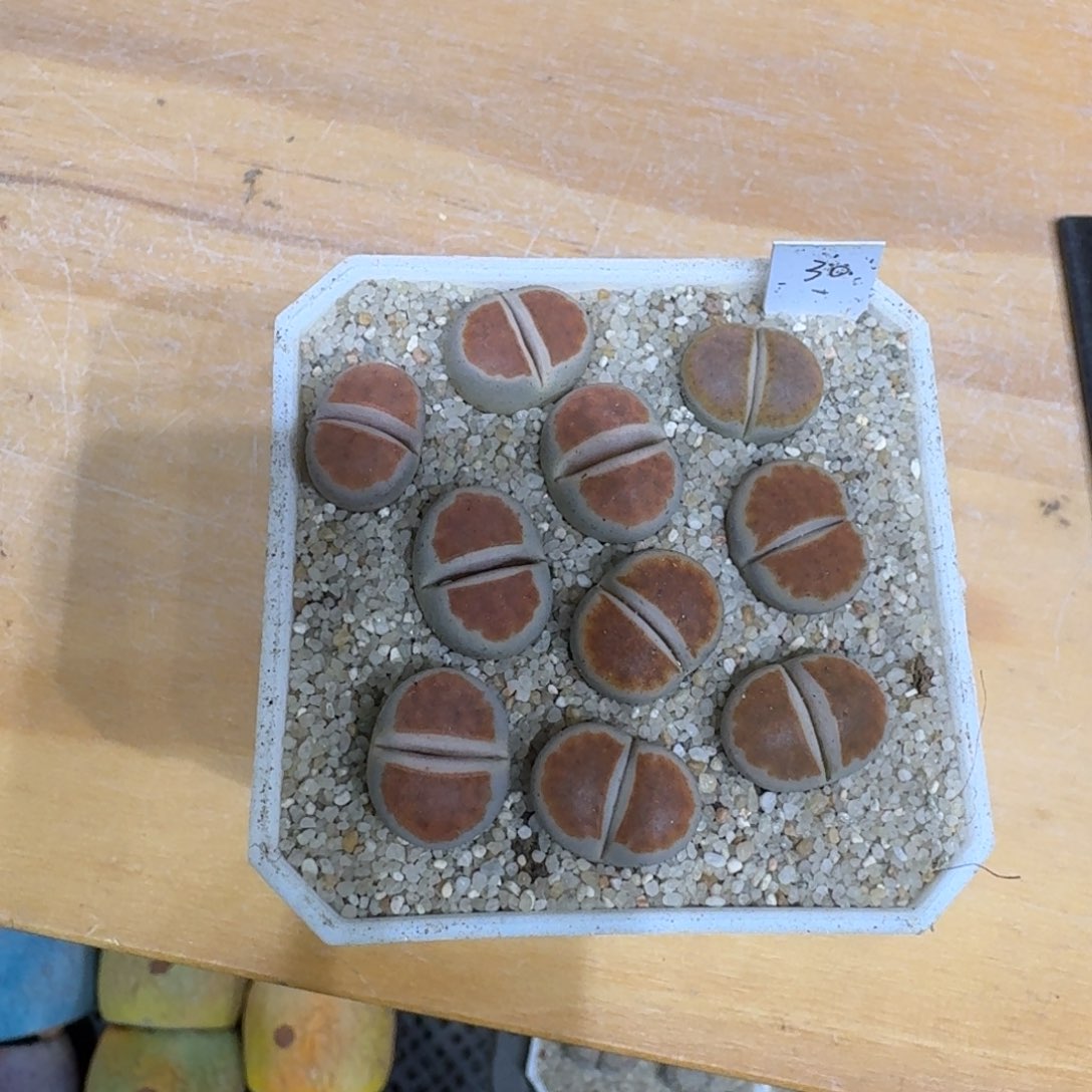 ****呀1213-022盆盆盆盆盆q