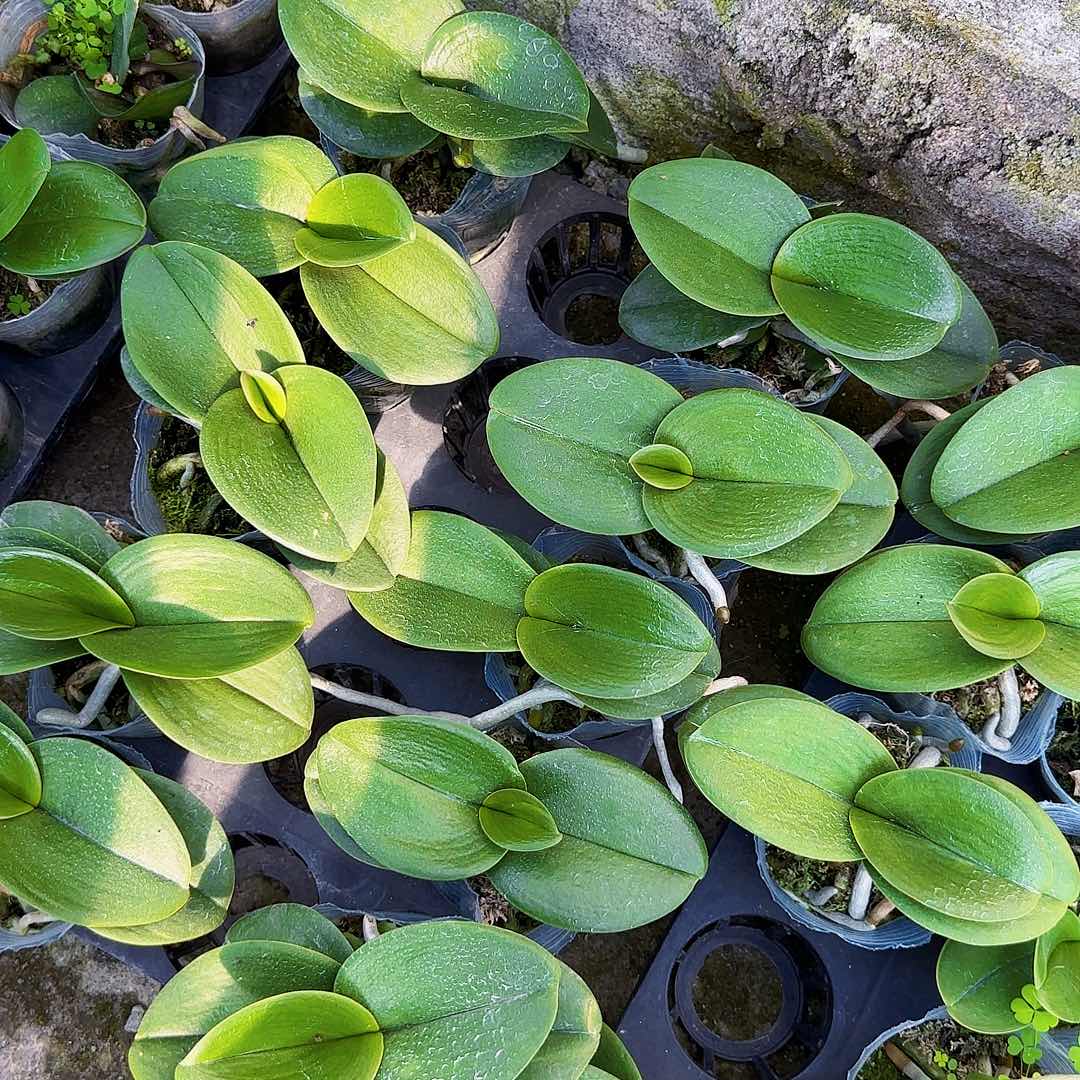 完全开放小圆叶3颗