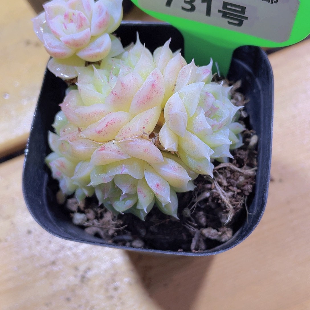 731号 睫毛冰透麦秆群