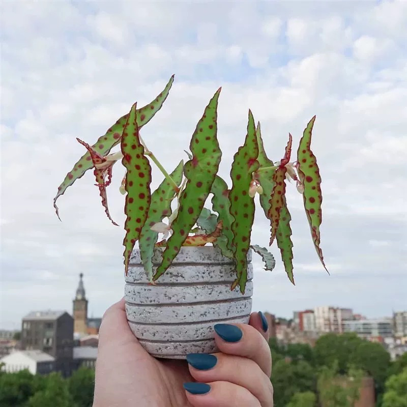 【小苗】秋刀鱼秋海棠室内观叶植物盆栽好看好养适合阳台