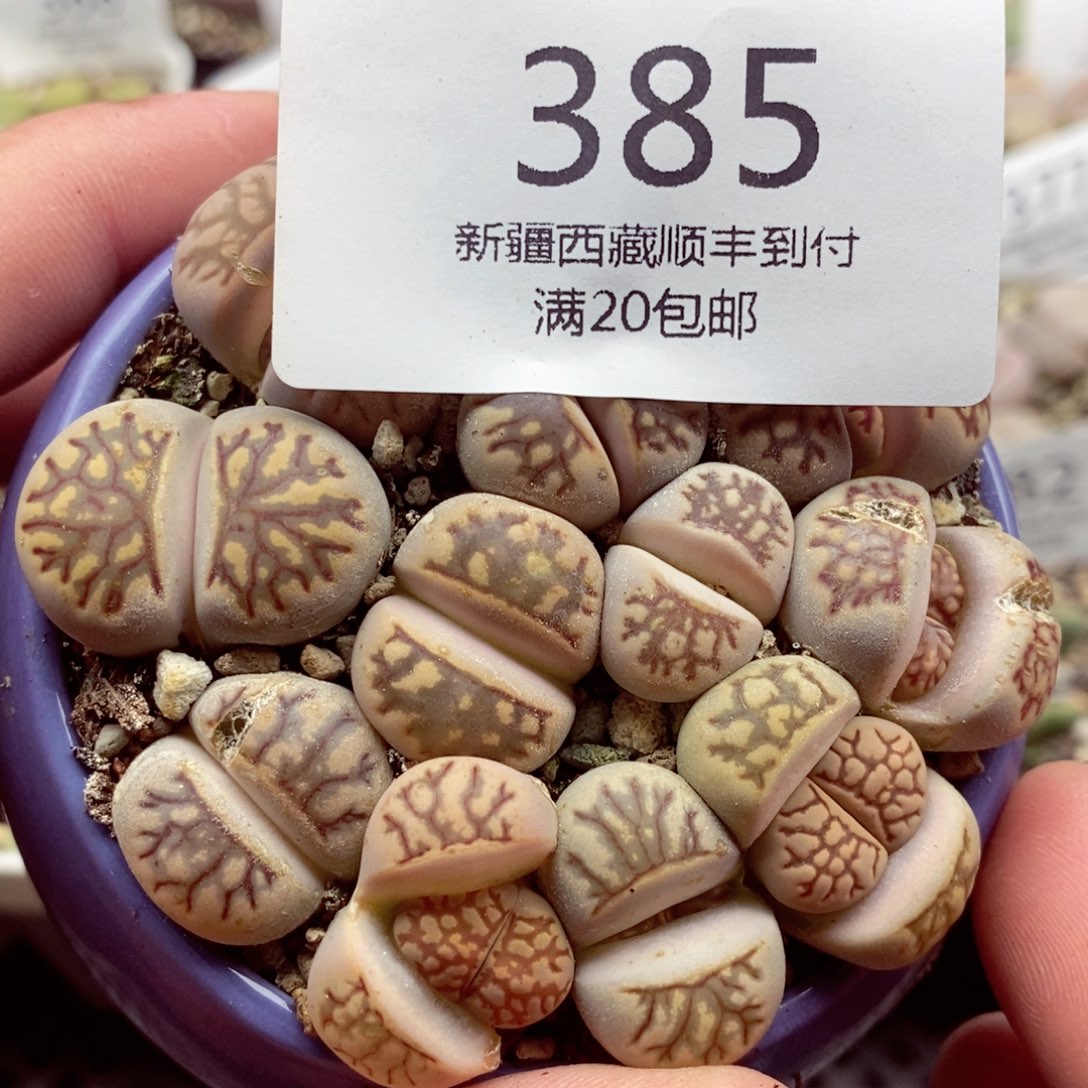 我的小姐姐们都是我385