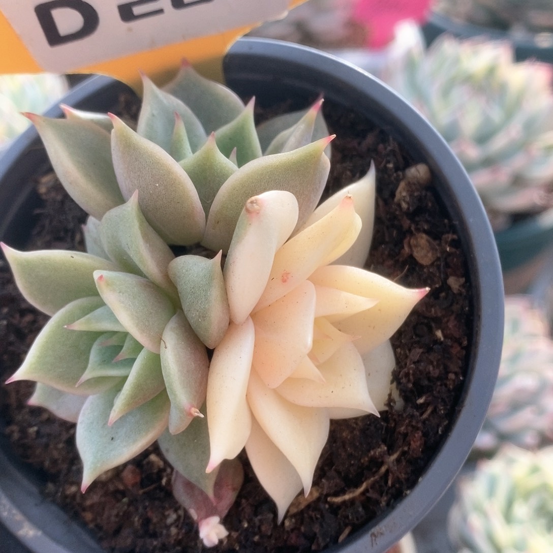 264锦锦锦锦锦锦锦锦