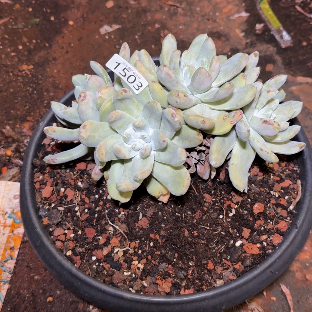 叶***3平叶拇指帕奇飞徒仙女杯多肉福利