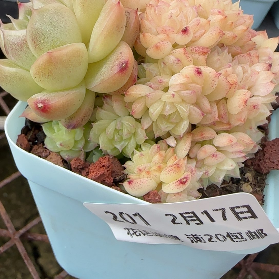 迷***吖花语逸境0217-201散