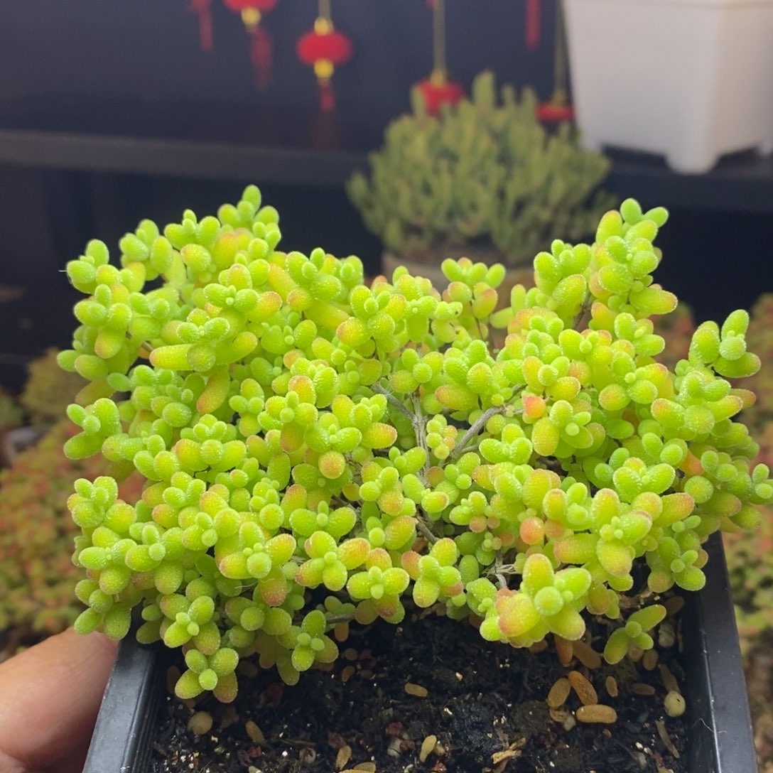 696号蜜橘糖球枝干