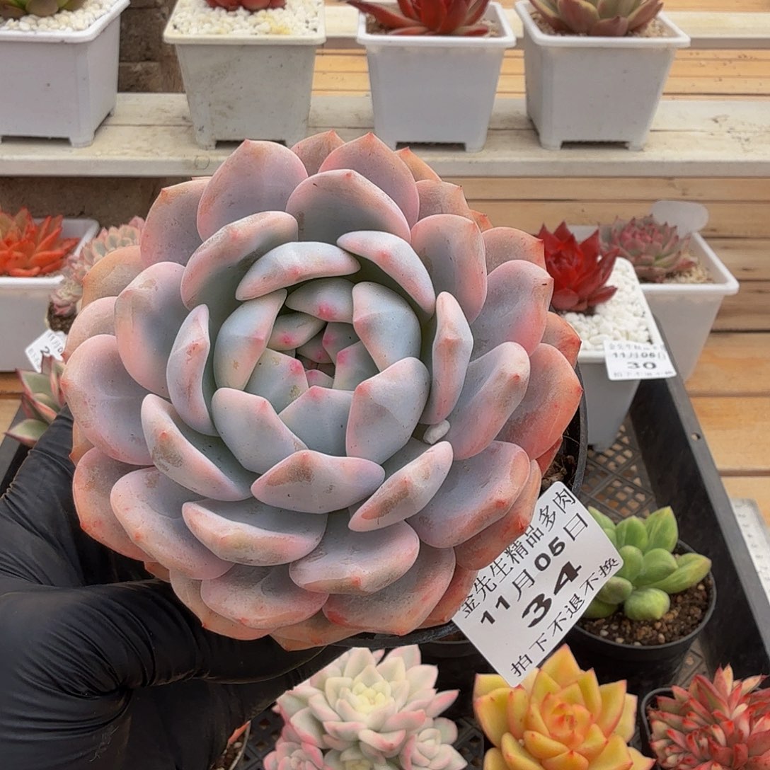 1105-34橙梦露锦单头