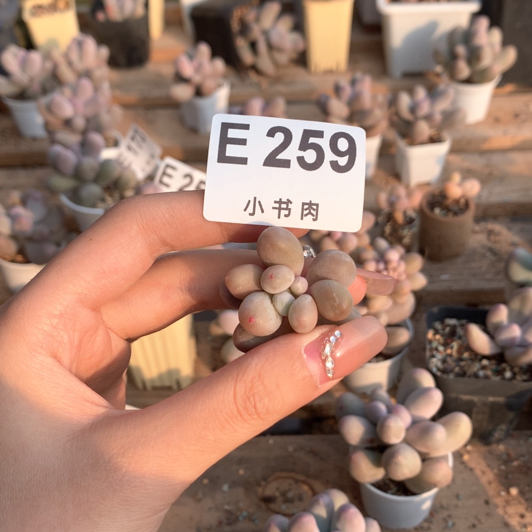 仙子仙子单头259