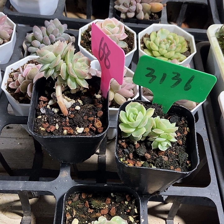 丙***后多肉植物虾饺68 3136