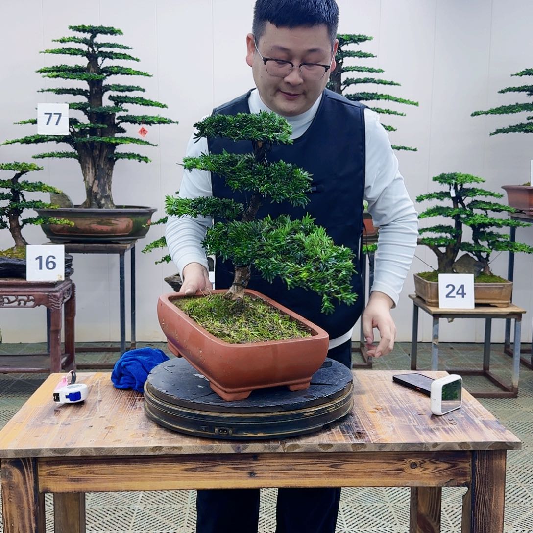 盆景米叶罗汉松盆景