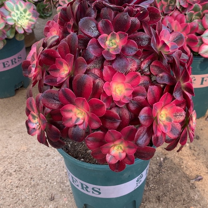 译****?182美杜莎多肉植物