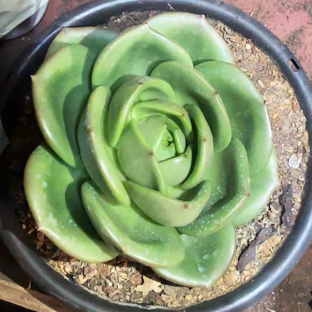 多肉植物翠花一颗