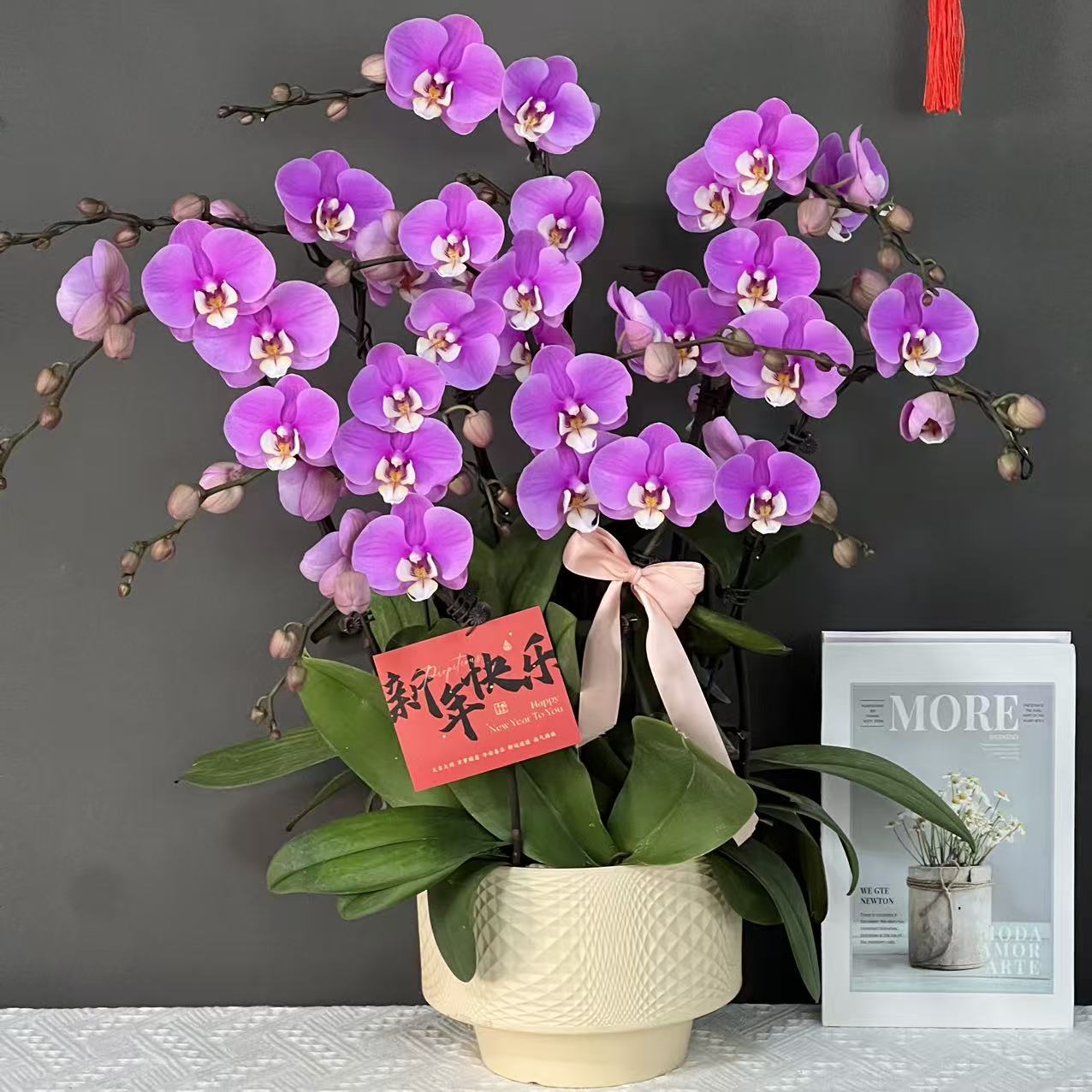 多彩优选（安娜）欧品粉紫色爆款好养蝴蝶兰鲜花室内送礼高端花卉