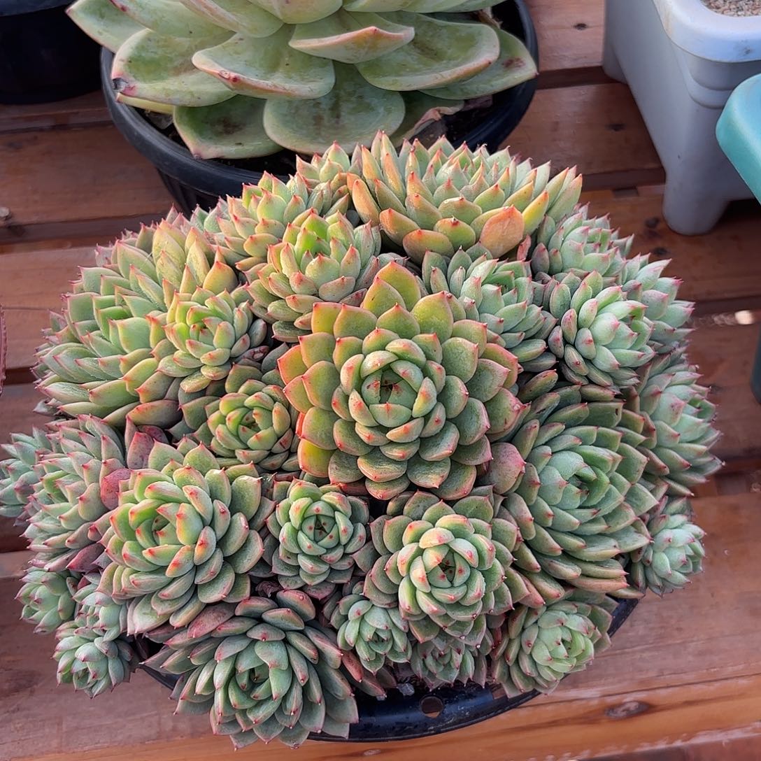 葛****东云杂交多肉植物