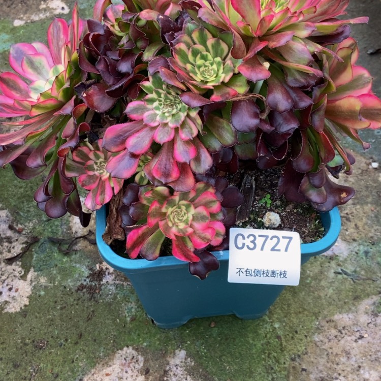 【闪购商品】文*3727美肌多肉