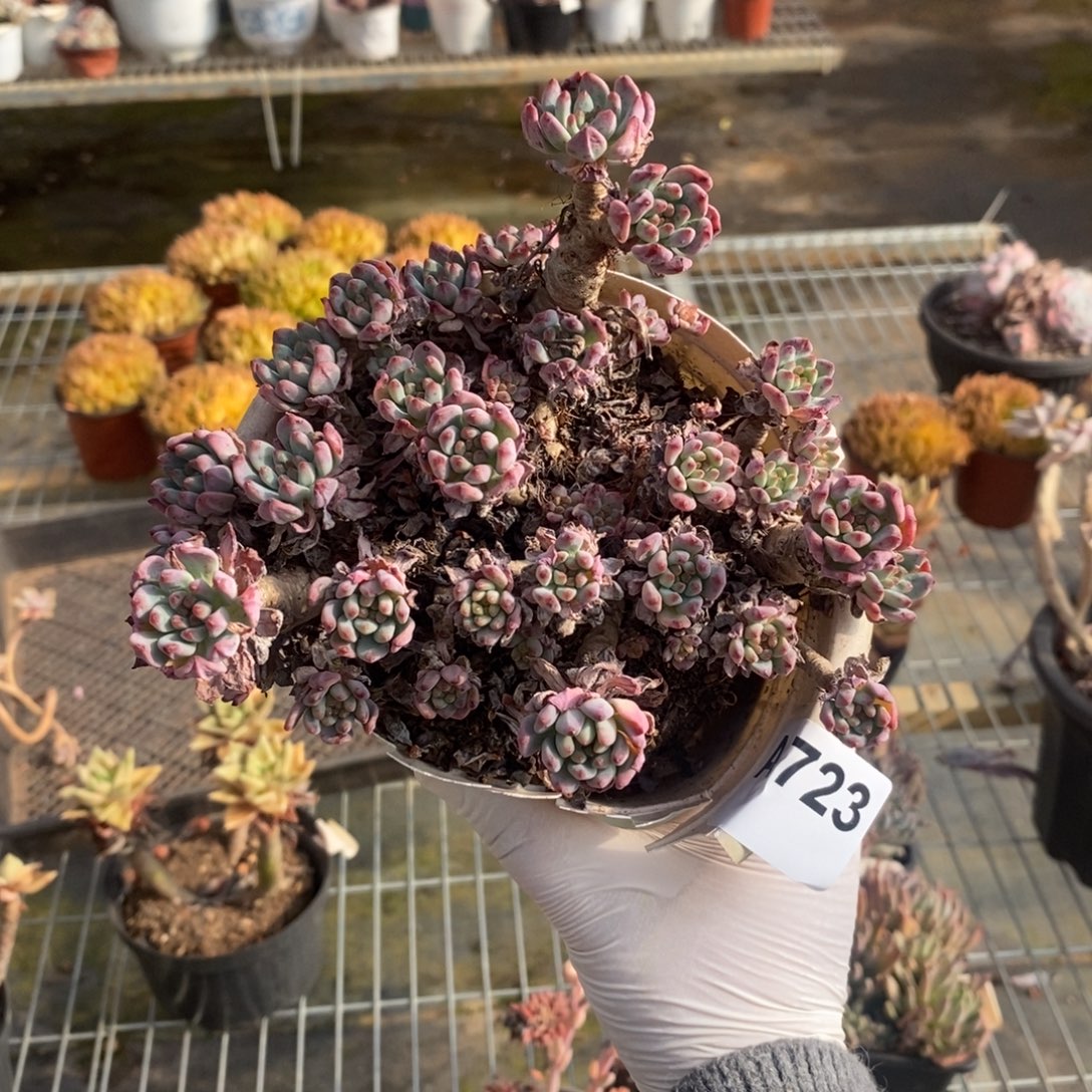 723蓝苹果一物一拍