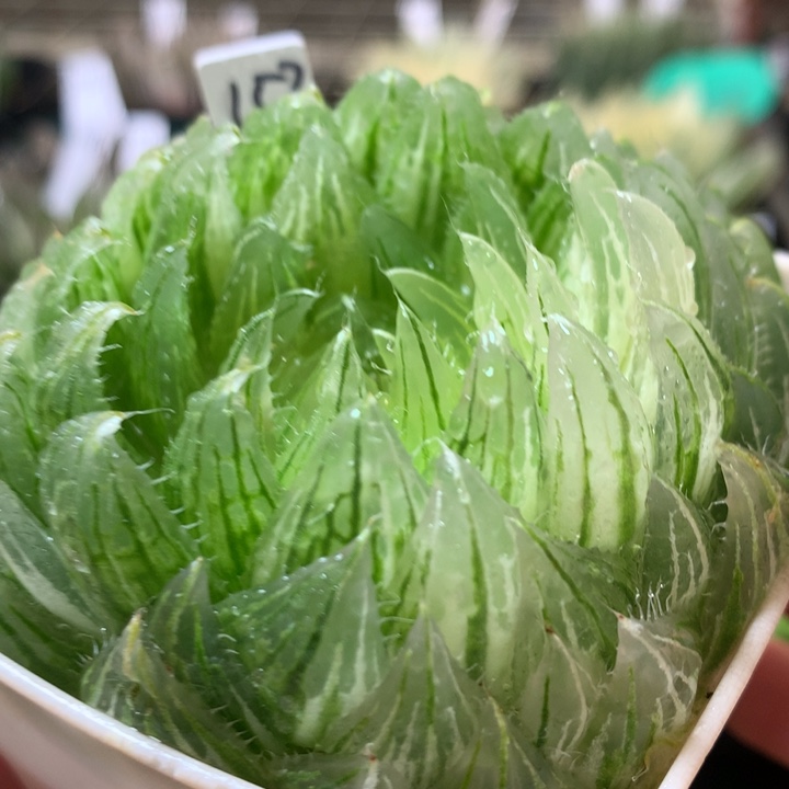 樱水晶一物一拍带盆