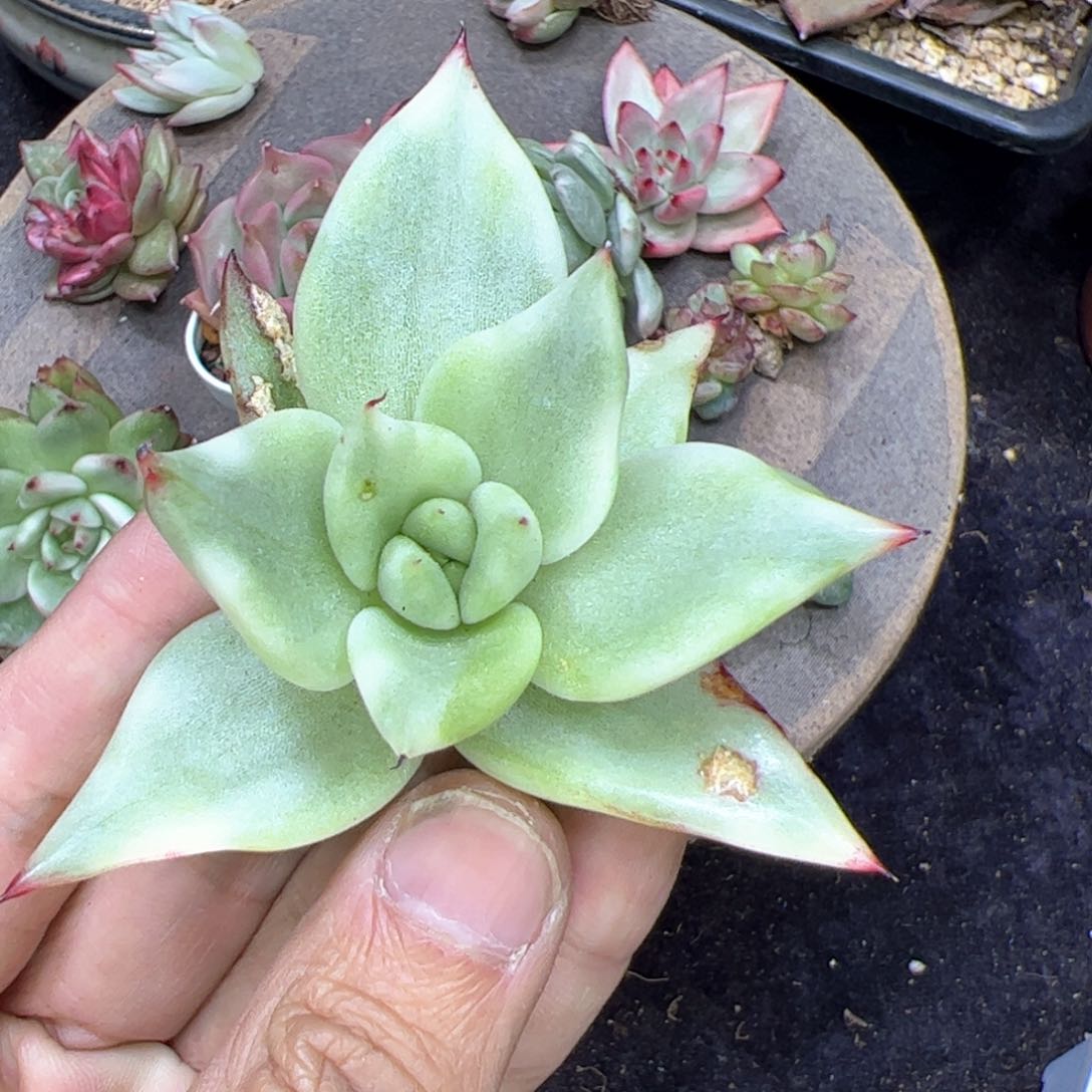 多肉植物，多肉植物