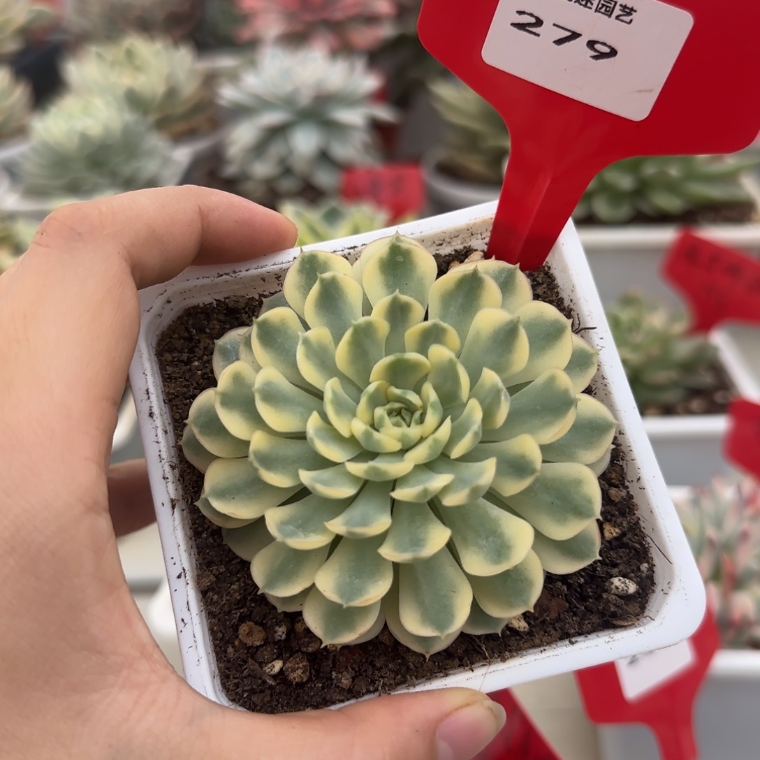 279梦幻玫瑰锦多肉植物