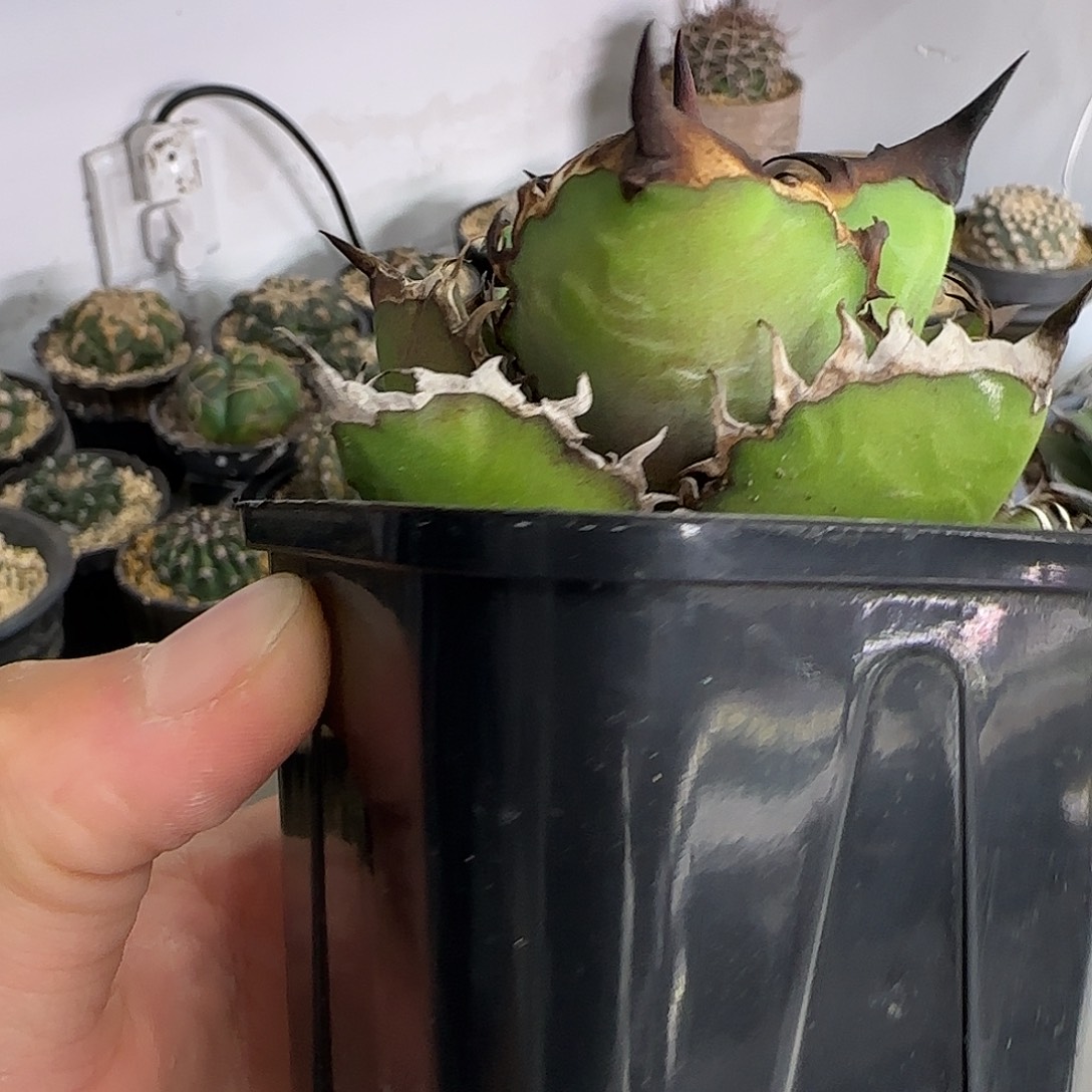 带盆土发黑火龙舌兰11111111