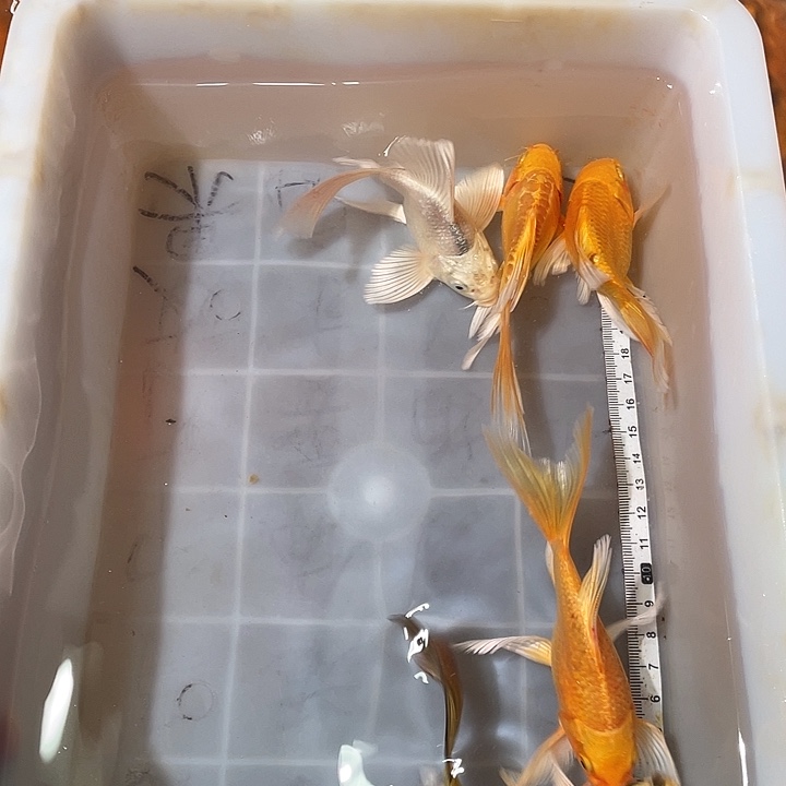 蝴蝶鲤鱼渔场直发74