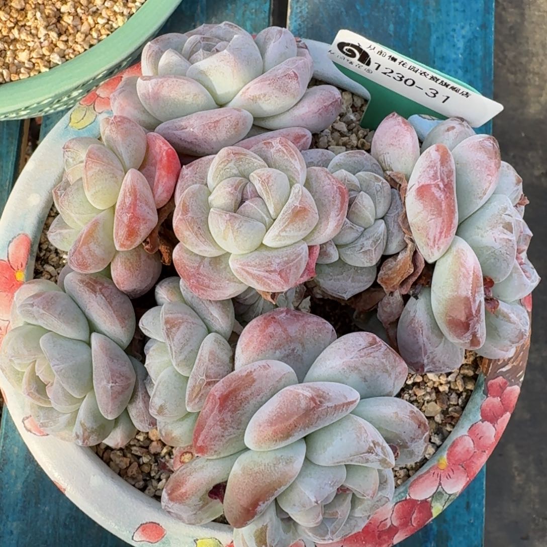 爱***壳从前慢多肉精选编号1230-31