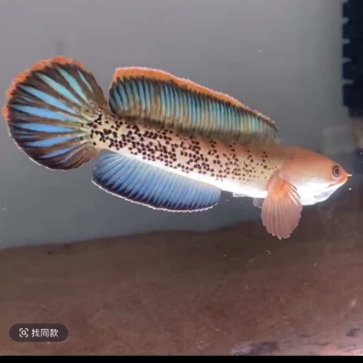 高品质鬼王雷龙观赏鱼印尼鬼王苗子热带鱼奶茶雷龙黄金眼蛇