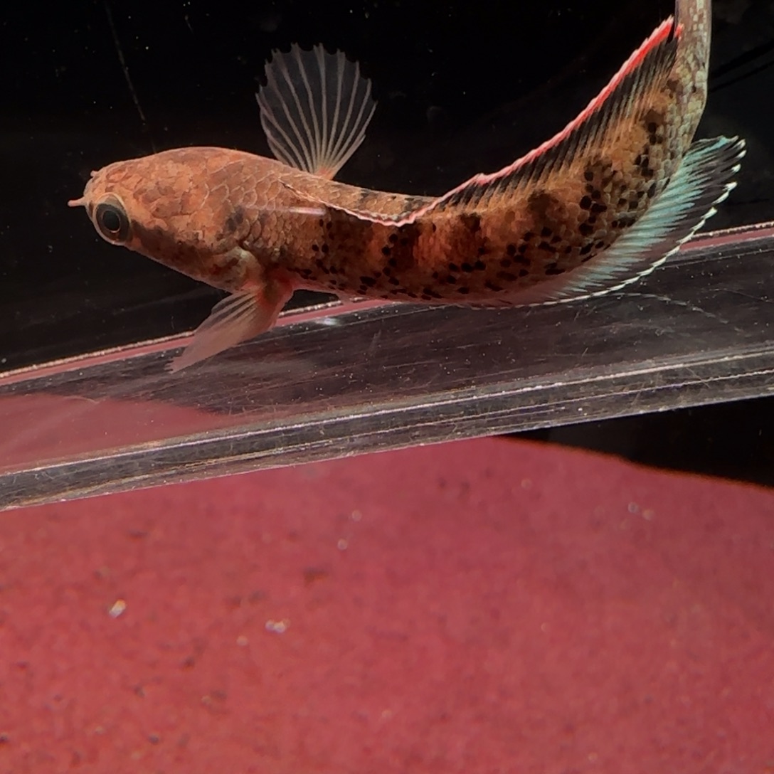 雷龙鱼蓝宝石鬼王