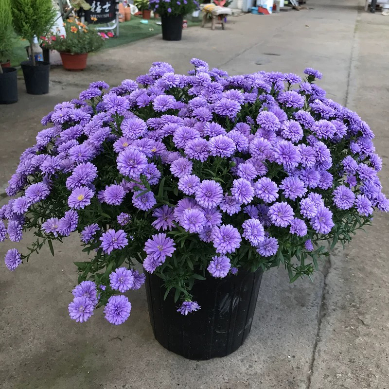 【高山紫菀种子】多年生宿根荷兰菊花籽耐寒耐旱种子ئۇرۇق 