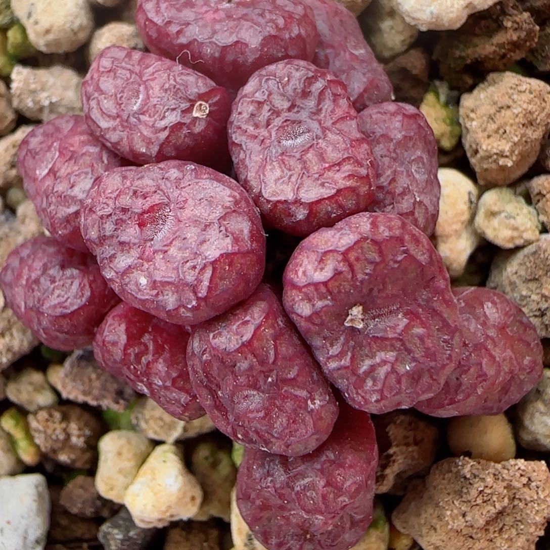 精品多肉388Ａ杂群母本2号