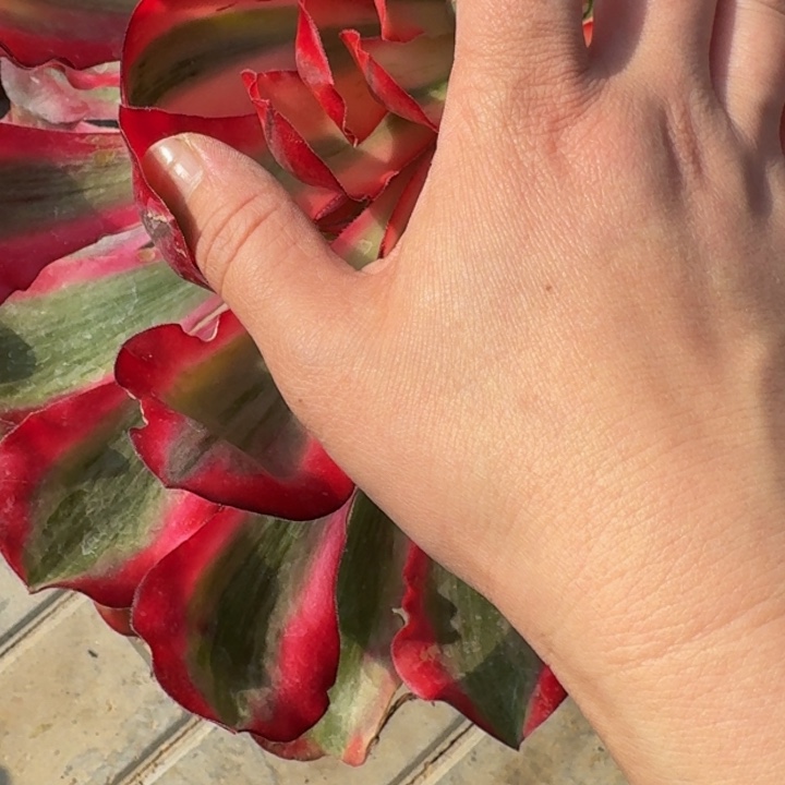 王**师爱丽丝老桩519肉肉