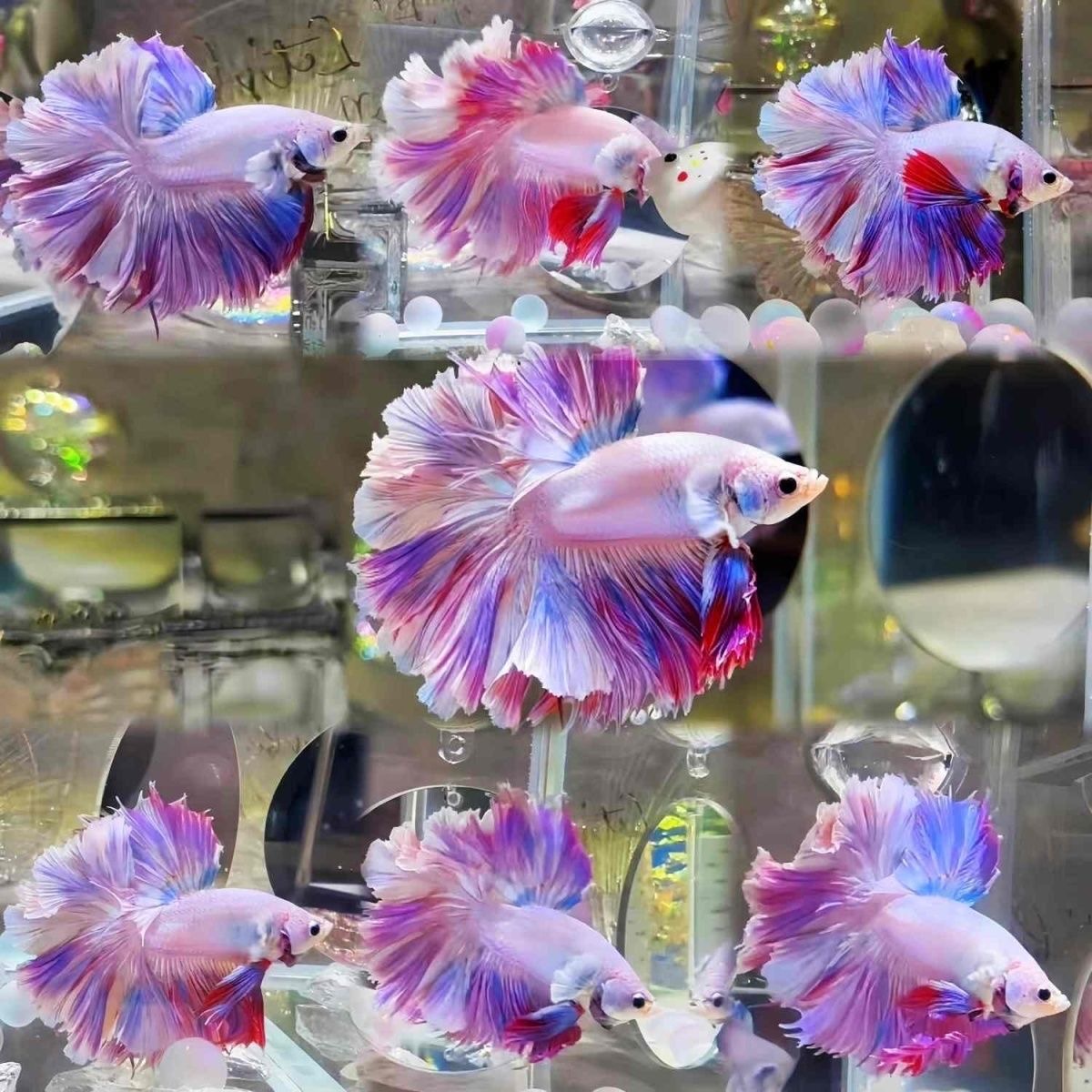 《73-96》好养易活泰国斗鱼淡水活体热带观赏鱼耐活（直播间选鱼）