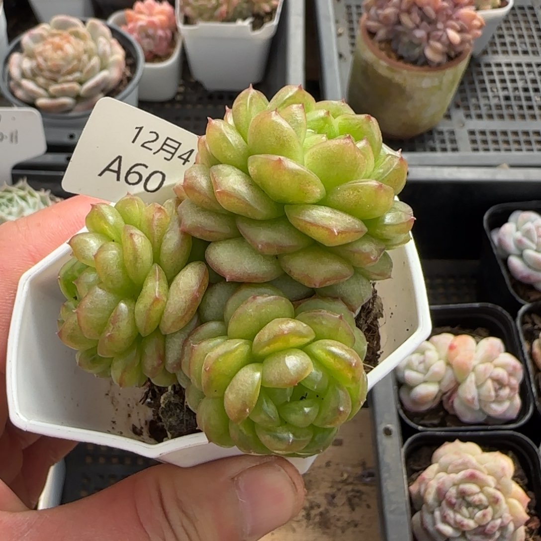 灯泡珍妮三头一颗脱土