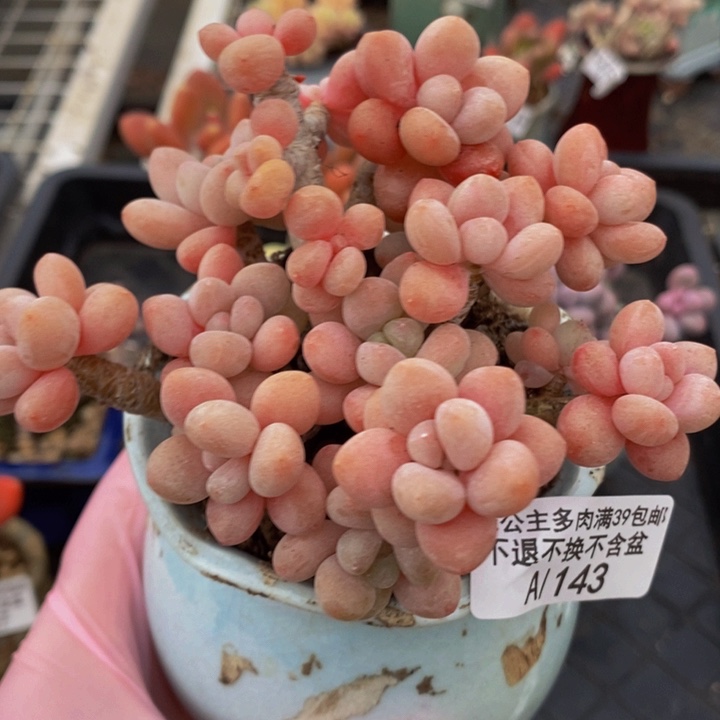 鱼子酱老桩10cm143多肉植物