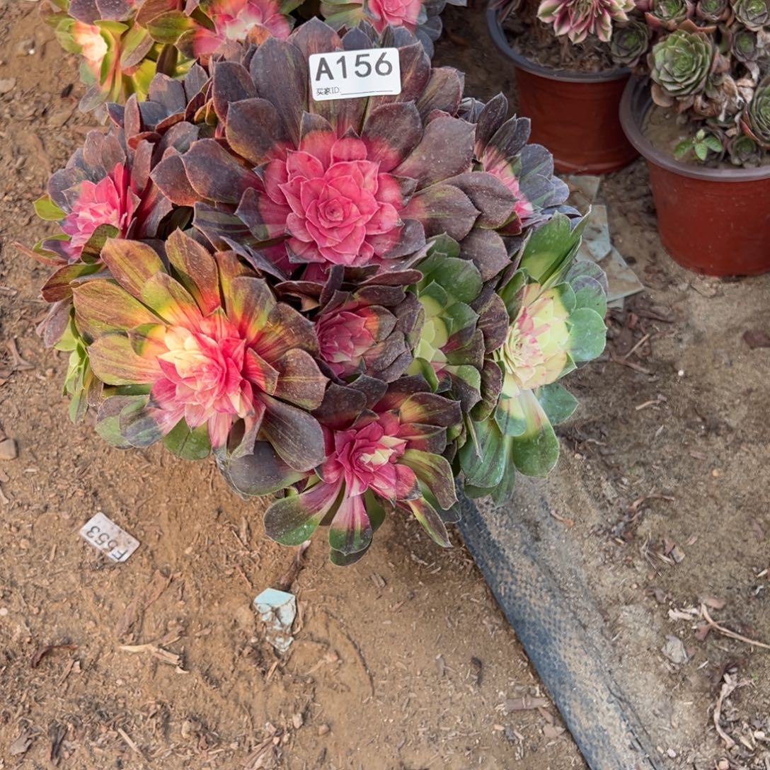 风***兮156红太阳多肉植物法师多肉