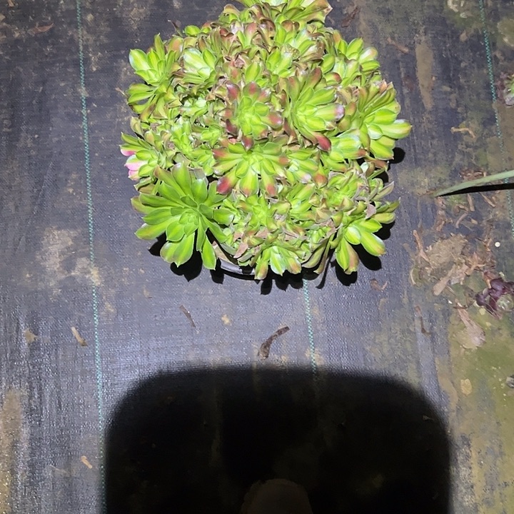 不包侧枝一物一拍30