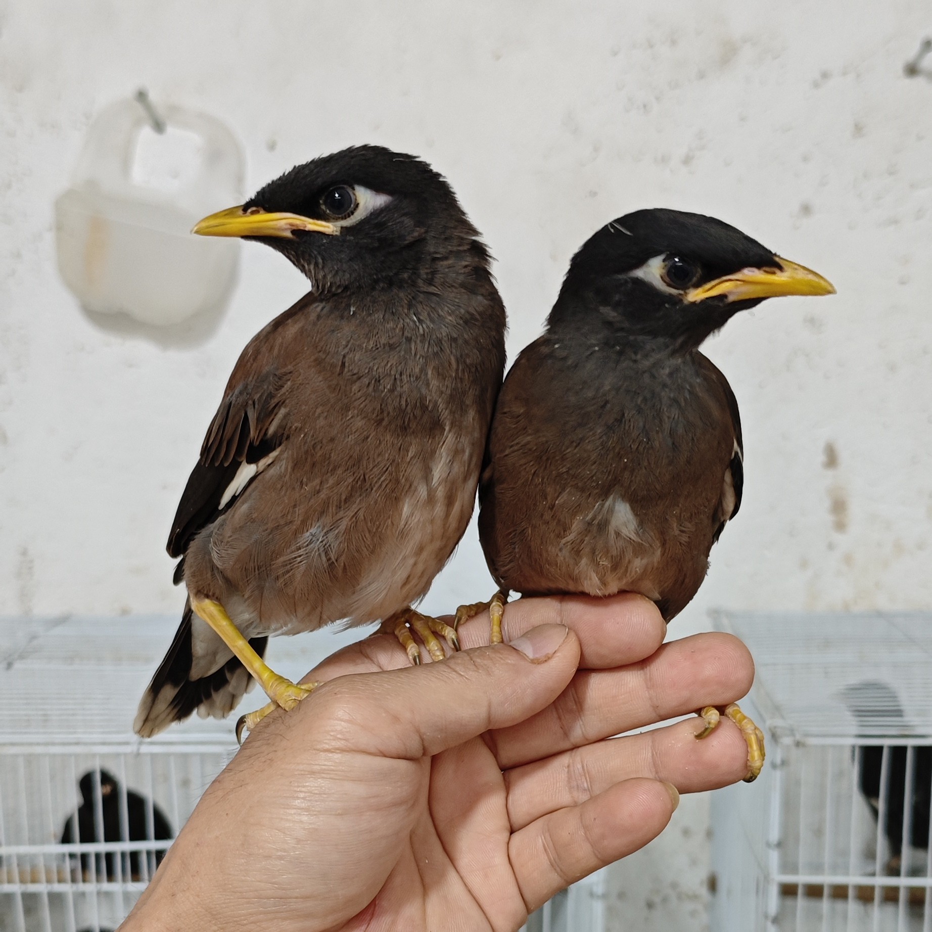活体宠物海南海八手养手养亲人幼鸟海八小鸟鹦鹉鸟顺丰包邮包售后