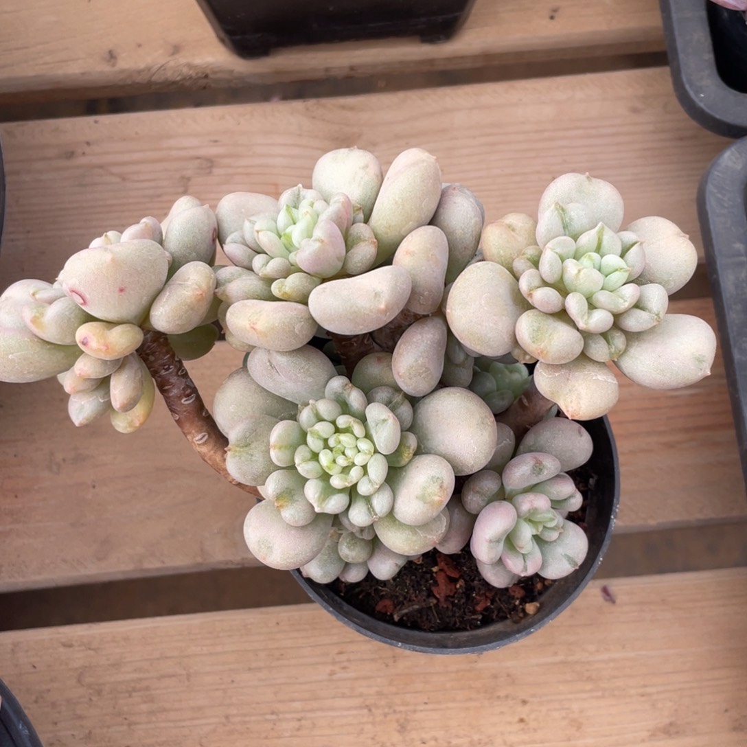 比尔盖茨冠幅15 公分一物一拍