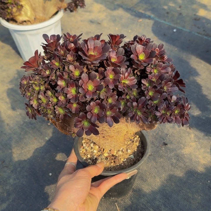 欧紫法师朵朵 默认微瑕 砍头01